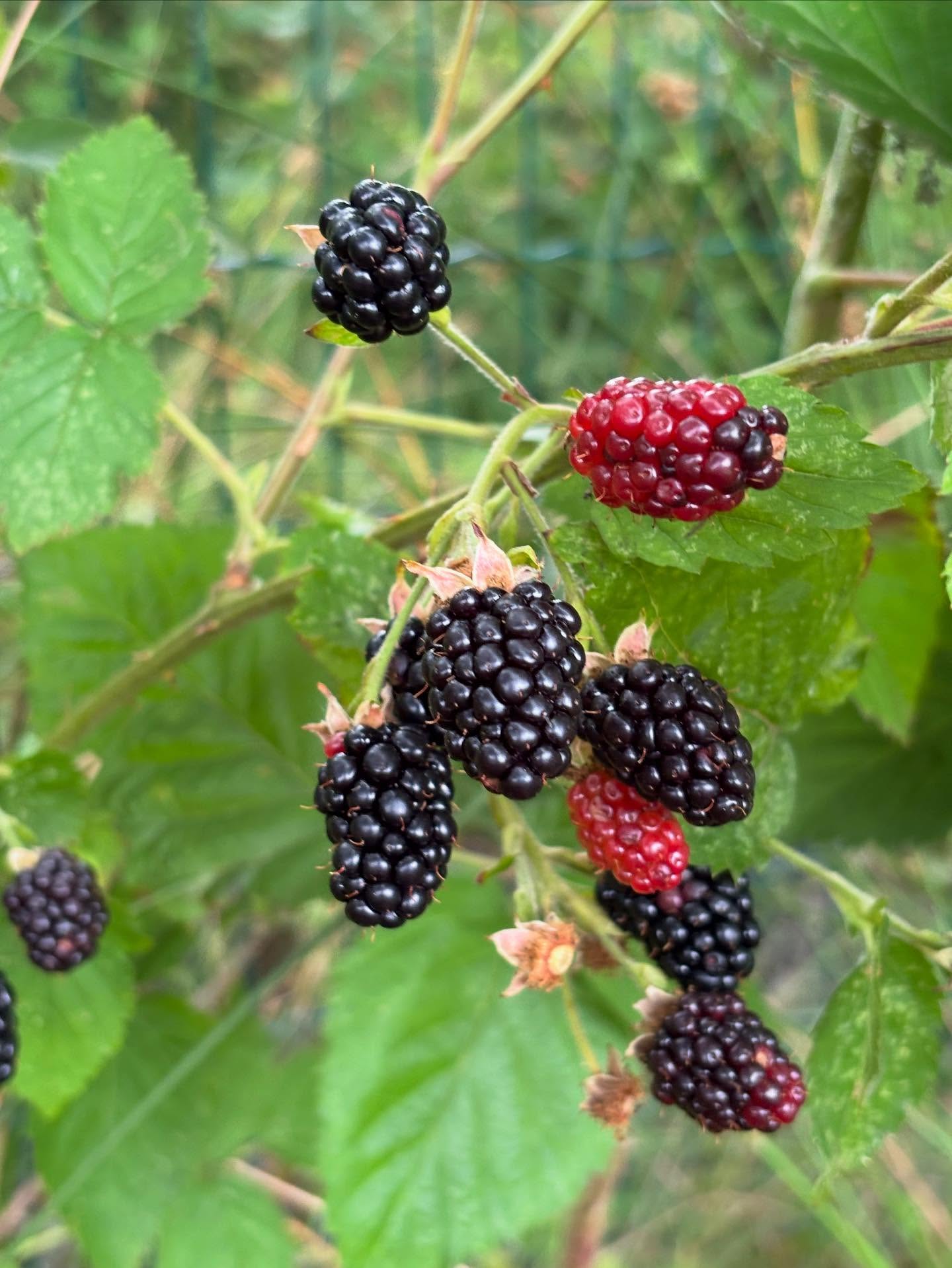 Aujourd’hui, parlons mûres ! 

Alors pour commencer je parle ici de la ronce à mûres et pas de l’arbre mûrier, qui produit lui aussi des fruits appelés mûres… pourquoi faire simple quand on peut faire compliqué 😆

La grande majorité des ronces cultivées sont sans épines - très pratique pour la cueillette - et produisent des mûres 2 à 3 fois plus grosses que la ronce sauvage. 

Malheureusement la grande majorité de ces variétés ont un grand défaut : elles sont beaucoup plus fades que les ronces sauvages. 

Je teste plusieurs variétés à la pépinière pour vous proposer celles que je préfères. Ici c’est la variété Mont Blanc, qui a l’avantage d’être précoce. Les variétés Navaho et Thornless Evergreen seront disponibles cet automne. 

Un conseil, valable pour la grande majorité des fruits rouges et en particulier pour les ronces cultivées : attendez que le fruit se détache tout seul pour le récolter. S’il résiste lorsque vous tirez doucement dessus, retenez-vous ! Il n’est pas encore suffisamment chargé en sucre 😊

#pepinierefruitiere #jardinforet #foretcomestible #foodforest #verger #vergerfamilial #automomiealimentaire #permaculture #foretnourriciere #medoc