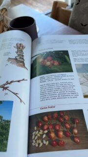 💻 En ce moment, c’est mise à jour du site en prévision des ventes de cet automne-hiver. Objectif : mettre en place un site marchand pour vous permettre de réserver vos arbres en ligne !
📖 Bref, y’a du boulot, heureusement qu’il y a ce livre « Les fruits retrouvés, patrimoine de demain » écrit par Evelyne Leterme et Jean-Marie Lespinasse. Ils ont fait un remarquable travail pour retrouver et conserver les variétés fruitières historiquement cultivées dans le Sud Ouest. Un grand merci à eux pour leur travail 🙏
#pepinierefruitiere #verger #foretcomestible #permaculture #agriculturebiologique #agriculturepaysanne #jardinforet #varietesanciennes #patrimoinefruitier