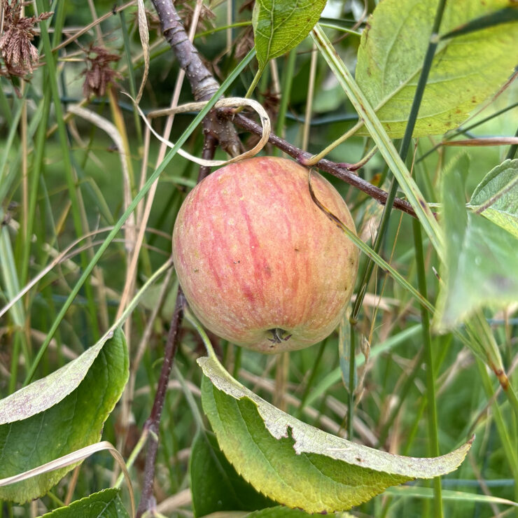 pomme reine des reinettes