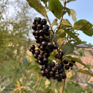aronia