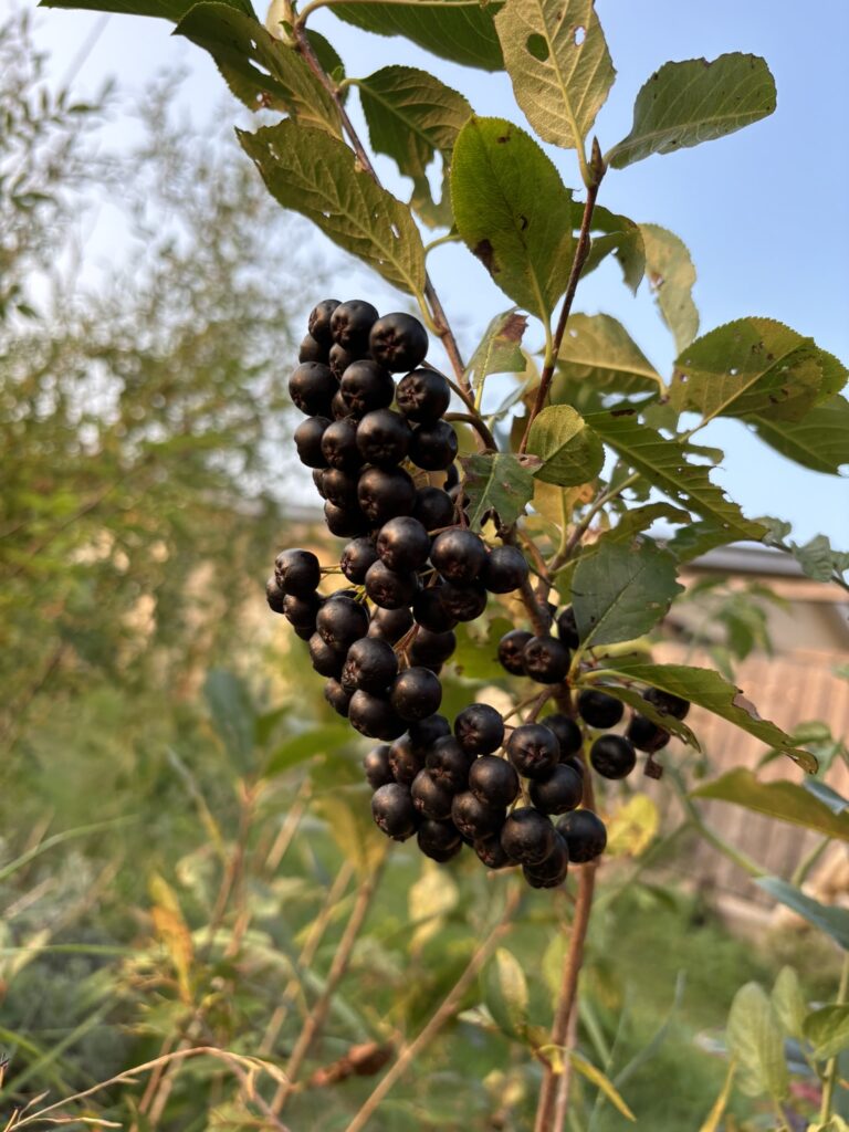 aronia