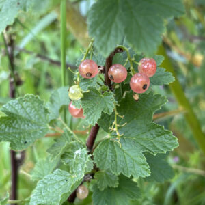 Groseillier Gloire des Sablons