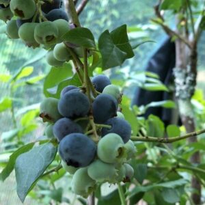 Baies et petits fruits