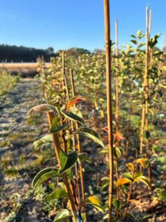Ça y est, les premières gelées sont arrivées ❄️ les dernières feuilles vont (enfin) tomber… et l’arrachage des arbres est en cours !
#pepinierefruitiere #winteriscoming #agriculturebiologique #paysanne