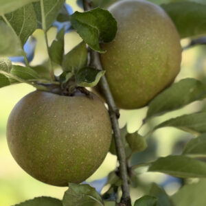 pommier reinette grise du Canada