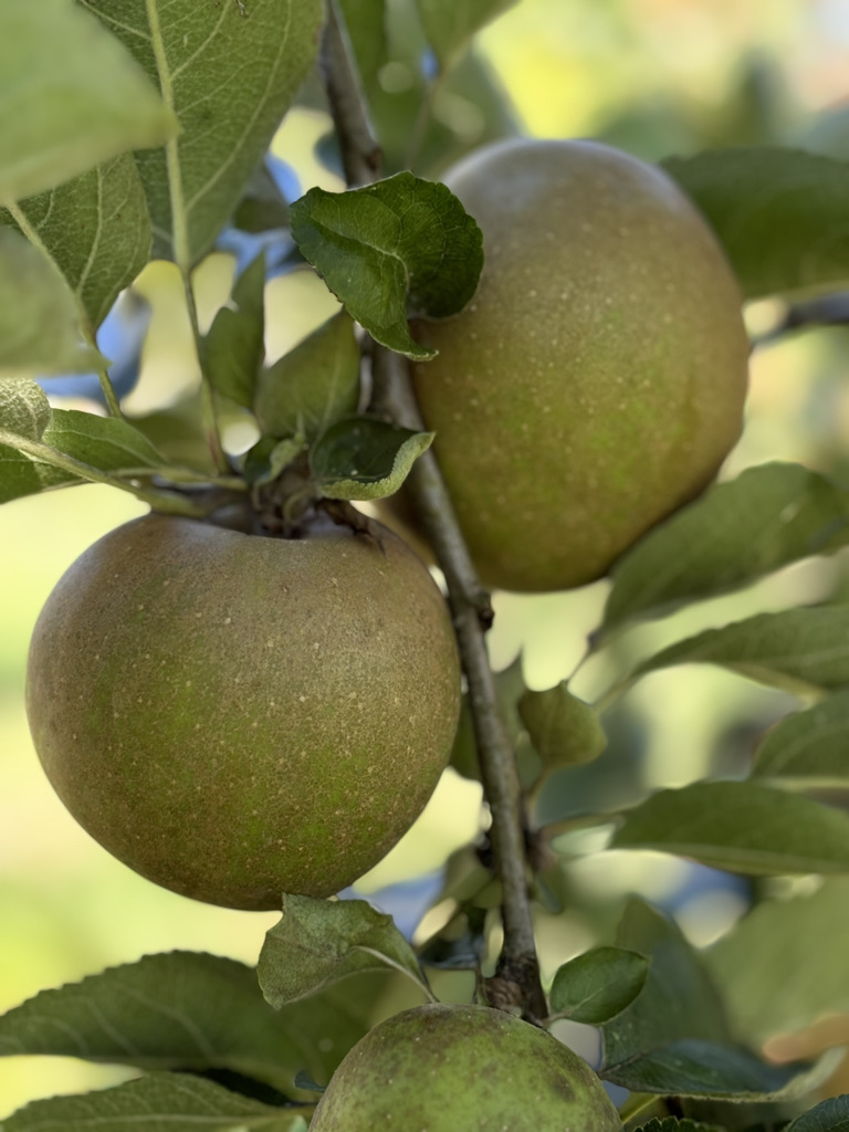 pommier reinette grise du Canada