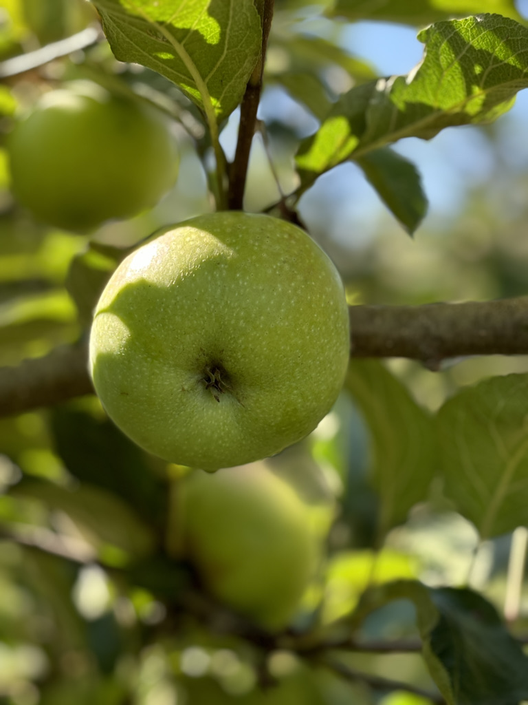 pomme Dieu de Gironde