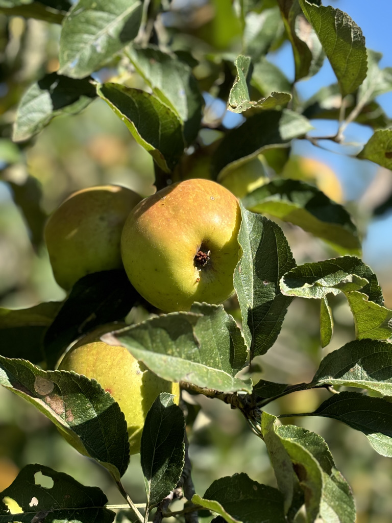 Pomme reinette de Brive