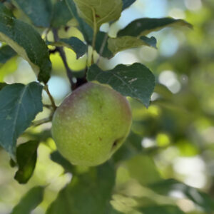 pomme Dieu de Gironde