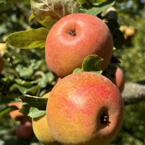 pomme udarre sagarra