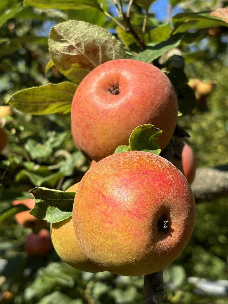 pomme udarre sagarra