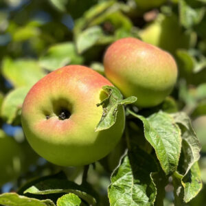 Pommier La Douce