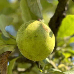 pomme Reinette Clochard