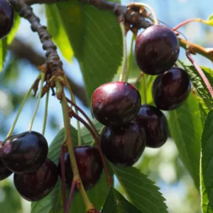 Cerise Noire d'Itxassou