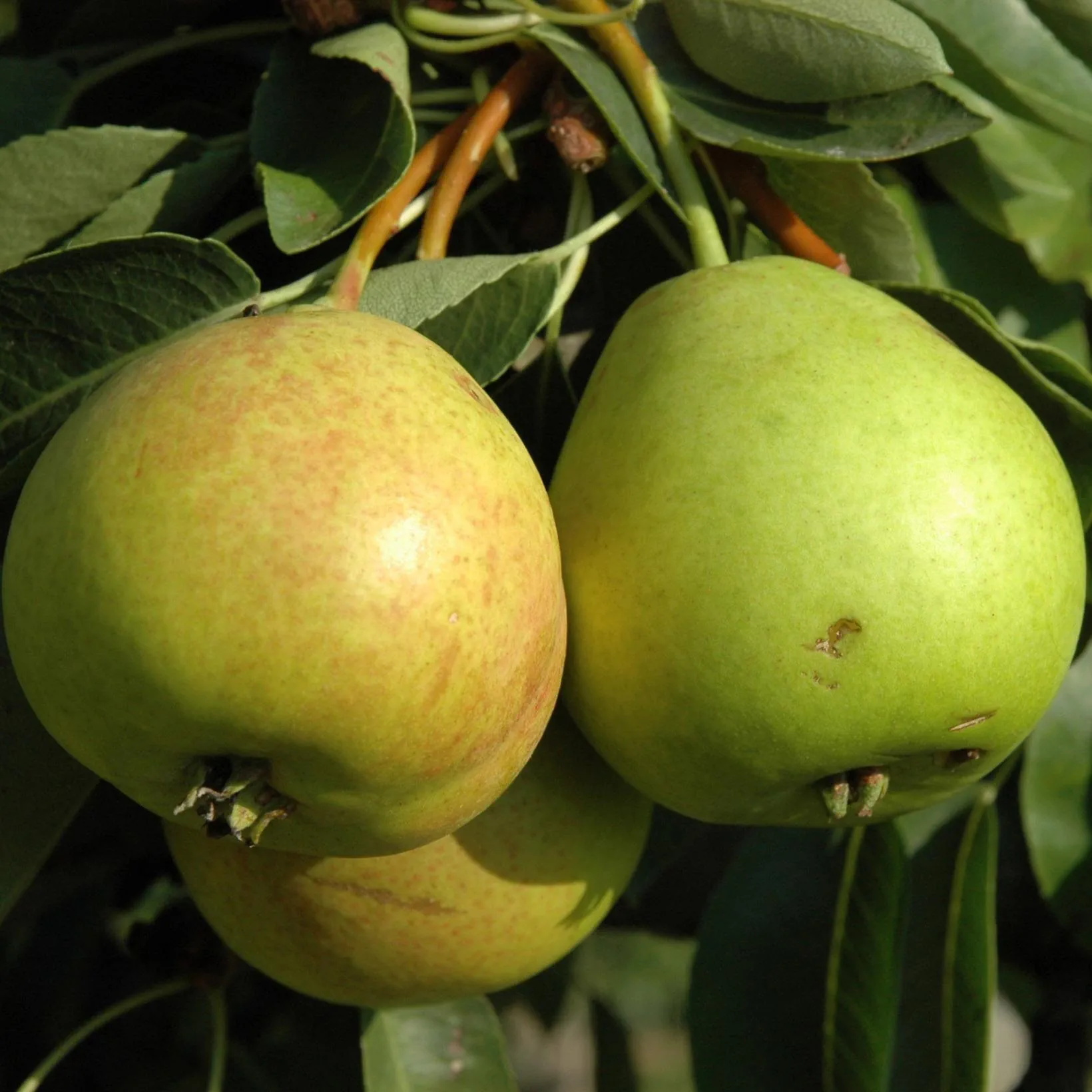 Poire de la Saint-Jean