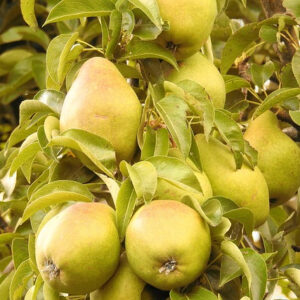 William's Bon Chrétien