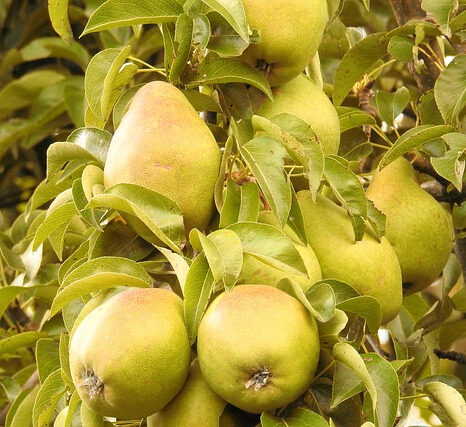 William's Bon Chrétien