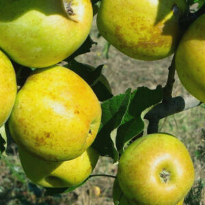 pomme Chanteclerc-Belchard