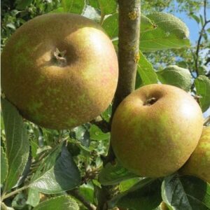 Malus domestica court pendu gris du Limousin