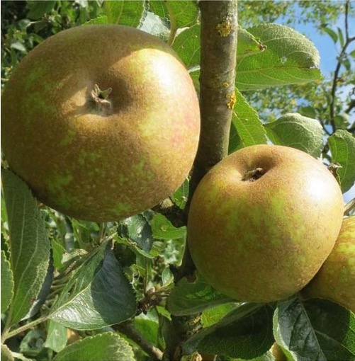 Malus domestica court pendu gris du Limousin