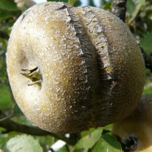 Malus domestica patte de Loup