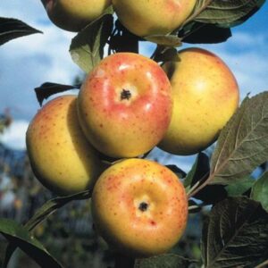 pommier reinette dorée