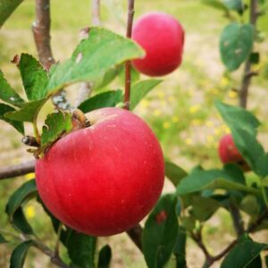 pommier rose de Hollande