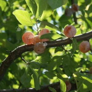 Prune de la Saint-Jean
