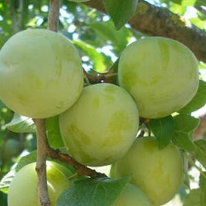 Prunier Reine Claude Verte