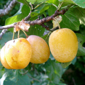 Reine Claude d'Oullins