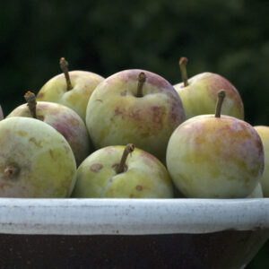 Reine Claude Diaphane