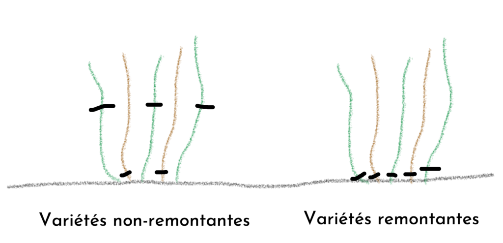 La taille des framboisiers remontants et non-remontants