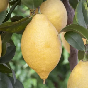 Citron jaune limon lunario