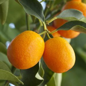 Kumquat Fortunella Meiwa