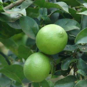 Citron vert Aurantifolia Mexicana