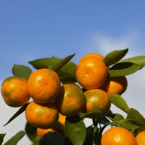 Mandarinier Satsuma Unshiu Miyagawa