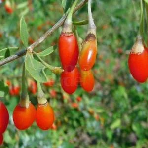 Baie de goji - Lycium barbarum