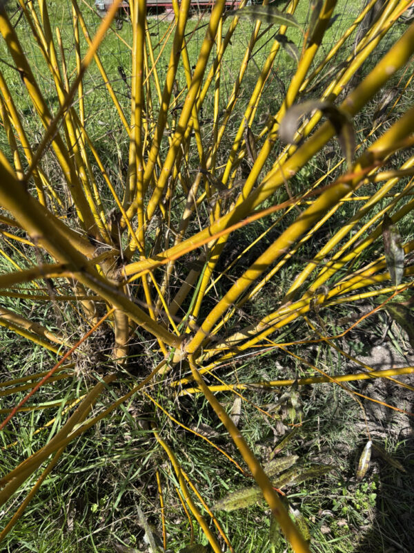 Osier jaune orangé – Image 2