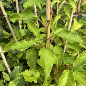 Actinidia arguta Weiki