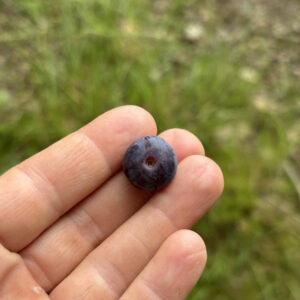 Vaccinum corymbosum Reka