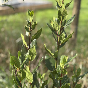 Laurus nobilis, laurier-sauce