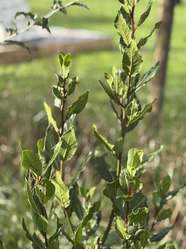 Laurus nobilis, laurier-sauce