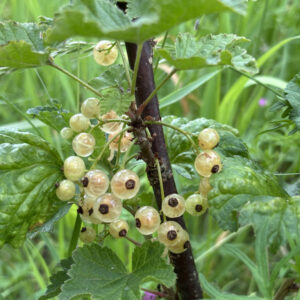 Groseille Versaillaise Blanche
