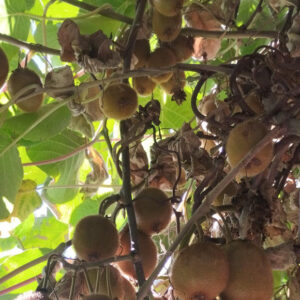 Actinidia deliciosa Hayward