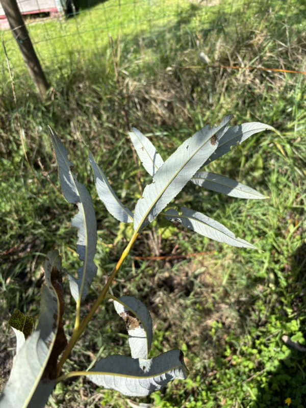Osier jaune orangé – Image 3