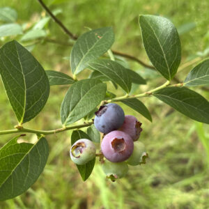 Vaccinum corymbosum Reka