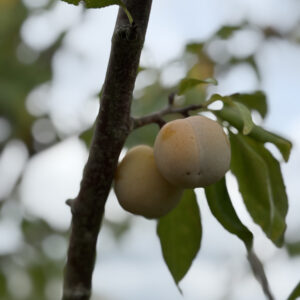 Reine Claude de Bavay