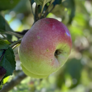 Malus domestica Api Double Rose