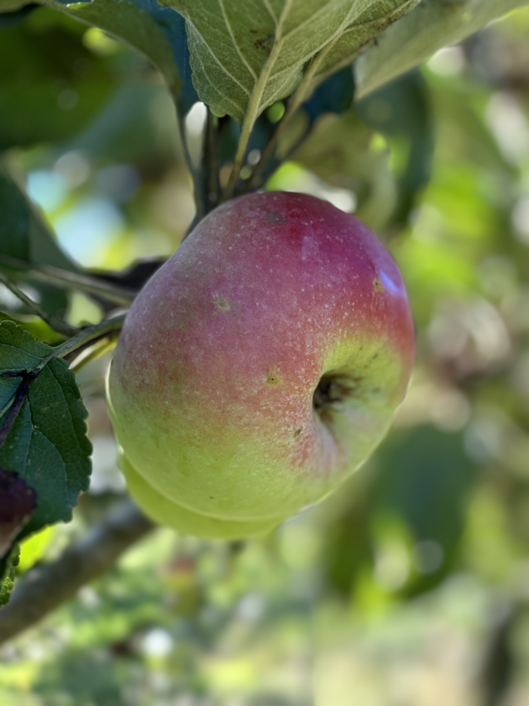 Malus domestica Api Double Rose