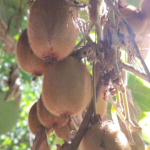 Actinidia deliciosa Hayward